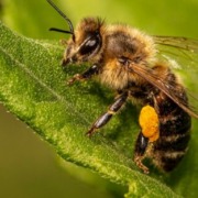 Article 50 : Le secret des deux estomacs des abeilles : au cœur de la vie de la ruche