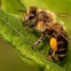 Article 50 : Le secret des deux estomacs des abeilles : au cœur de la vie de la ruche