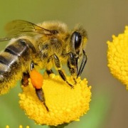 Article 53 : Un monde sans abeilles : quelles conséquences pour la planète ?