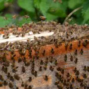Cire d'abeille : 4 façons de l'utiliser - Urbapi